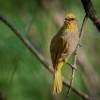 Bulbul prouzkohrdly - Pycnonotus finlaysoni - Stripe-throated Bulbul o8301
